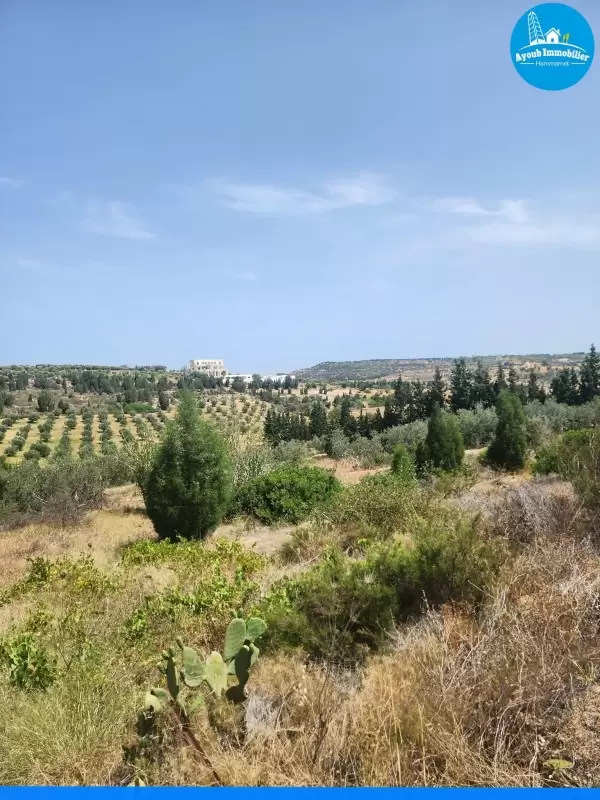 Ayoub Immobilier